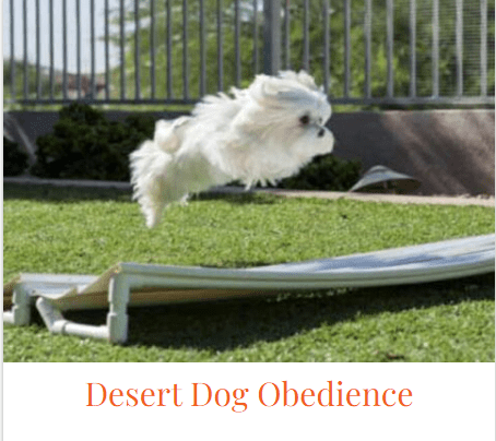 A white dog jumping over an obstacle